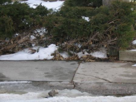 Sidewalk in east Colorado Springs.